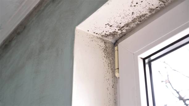 Best Emergency Mold Removal  in Kernersville, NC