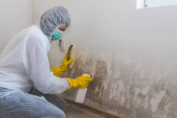 Kernersville, NC Mold Removal Company